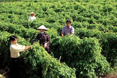 Quyết định 03/2018/QĐ-UBND ngày 05/02/2018 của UBND tỉnh Quảng Nam Ban hành Quy định mức hỗ trợ để khôi phục sản xuất nông nghiệp vùng bị thiệt hại do thiên tai, dịch bệnh trên địa bàn tỉnh Quảng Nam