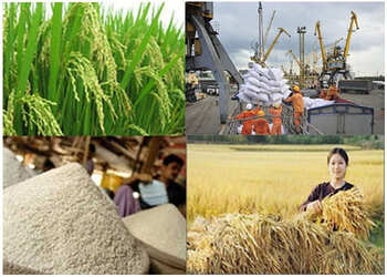 Chính sách hỗ trợ khôi phục phát triển nông nghiệp