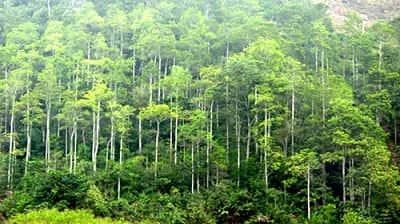 Hỗ trợ chăm sóc bảo vệ rừng