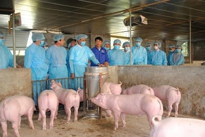 Cơ chế, chính sách, đối tượng, mức hỗ trợ phòng, chống dịch bệnh tả lợn Châu Phi
