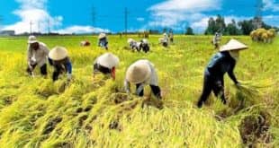 Quyết định số 22/2019/QĐ-TTg của Thủ tướng Chính phủ : Về thực hiện chính sách hỗ trợ bảo hiểm nông nghiệp